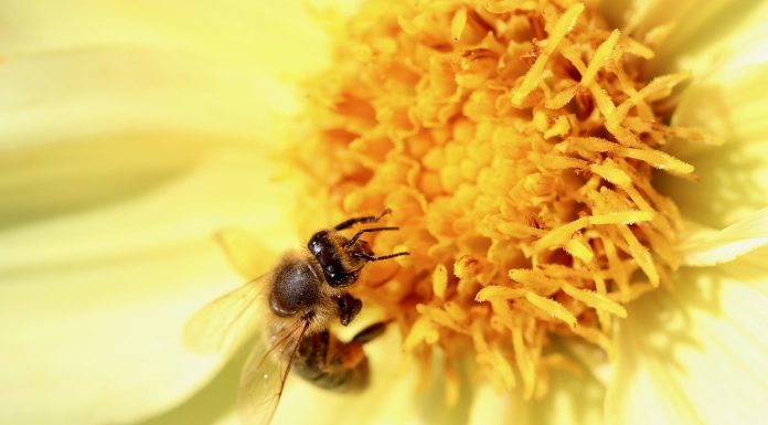 Impollinazione