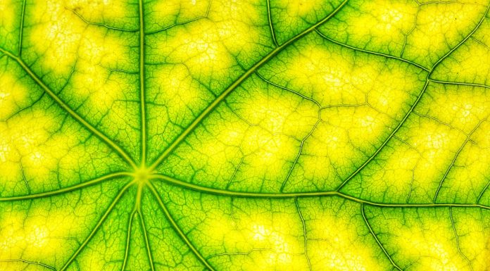 La-fotosintesi-clorofilliana
