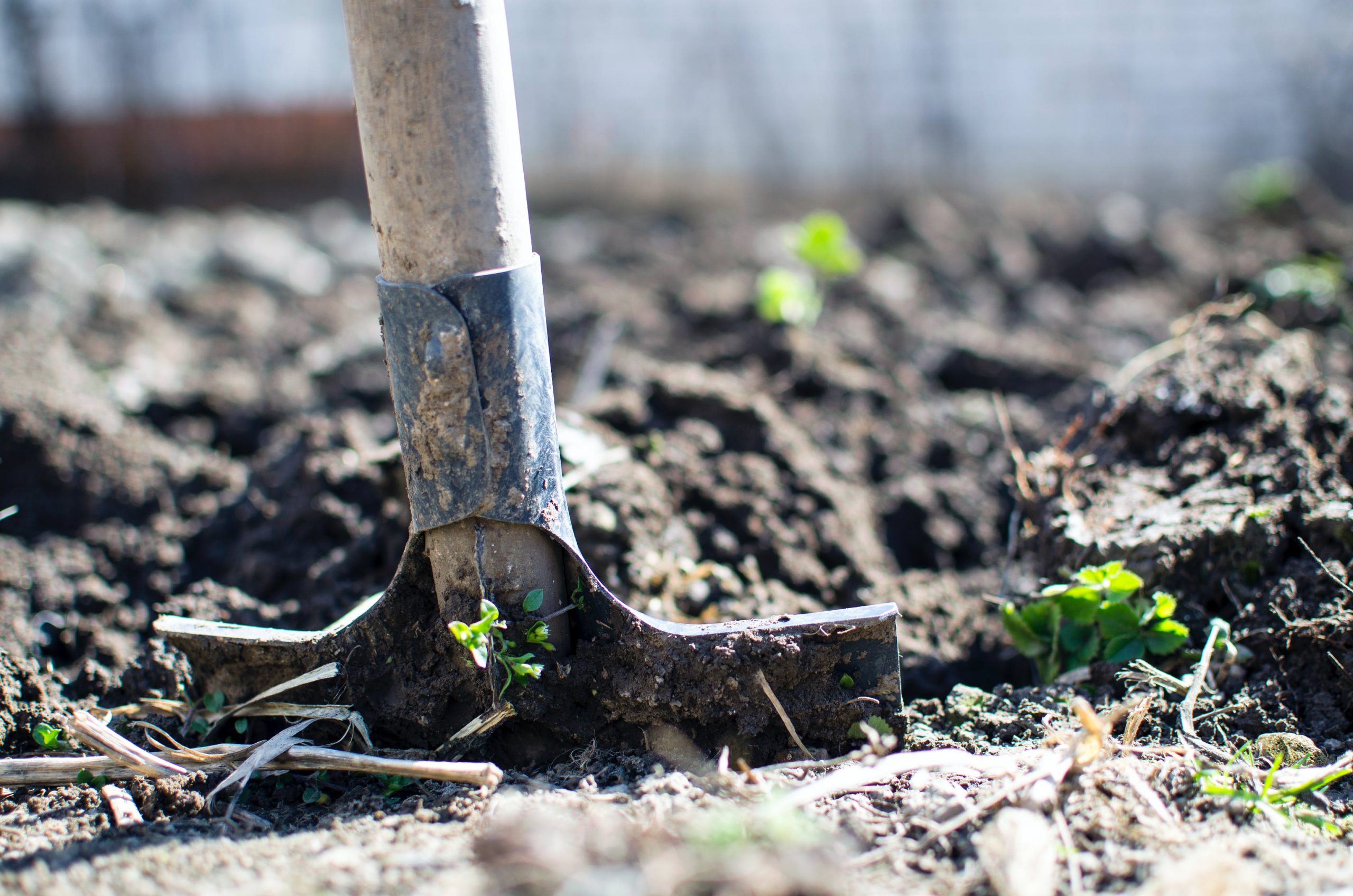 Agricoltura biologica: metodi e tecniche innovative nel 2021