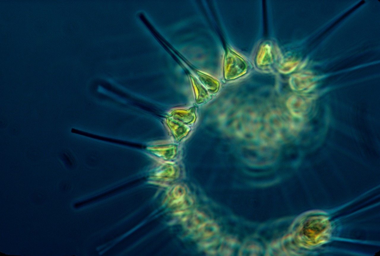 Fitoplancton: ecco come l’oceano produce ossigeno