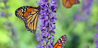Biodiversità