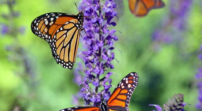 Biodiversità