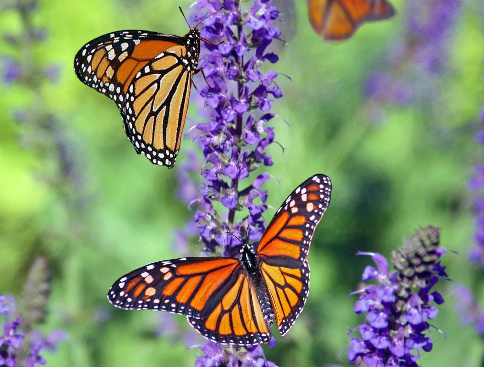 Preservare la biodiversità delle farfalle: il nuovo studio genetico italiano