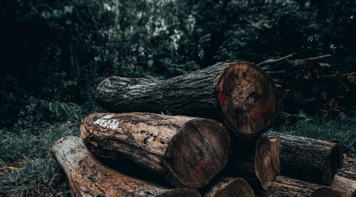 Deforestazione