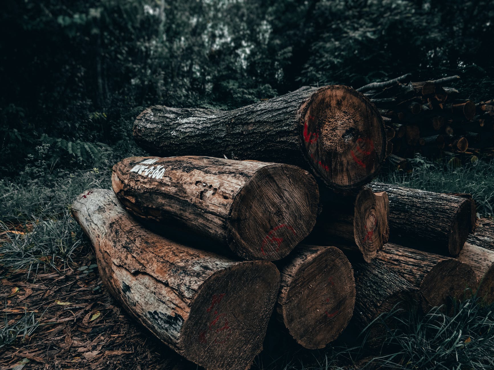Deforestazione in aumento: ogni anno perdiamo 13 mln di ettari di foresta