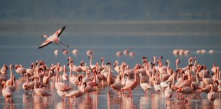 Perchè-i-fenicotteri-sono-rosa