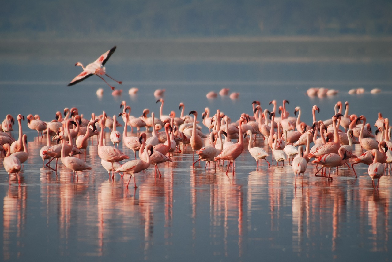 Perchè-i-fenicotteri-sono-rosa