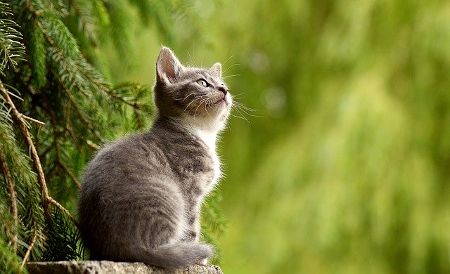 Cibo ipoallergenico per gatti a base di insetti: una scelta salutare e che aiuta l’ambiente