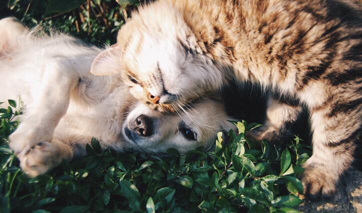 Adotta un animale, salvi una vita e ottieni un amico